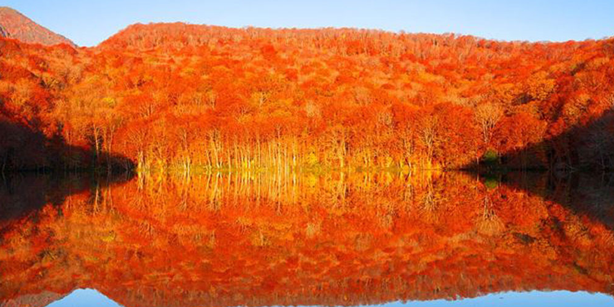 バラの図鑑：十和田湖の紅葉・新緑の奥入瀬