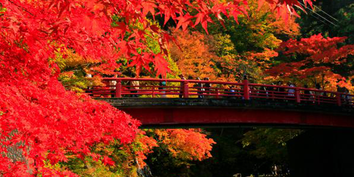 バラの図鑑：十和田湖の紅葉・新緑の奥入瀬